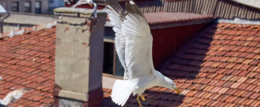 Residential Chimney Animal Removal Solution in Gulfport, MS